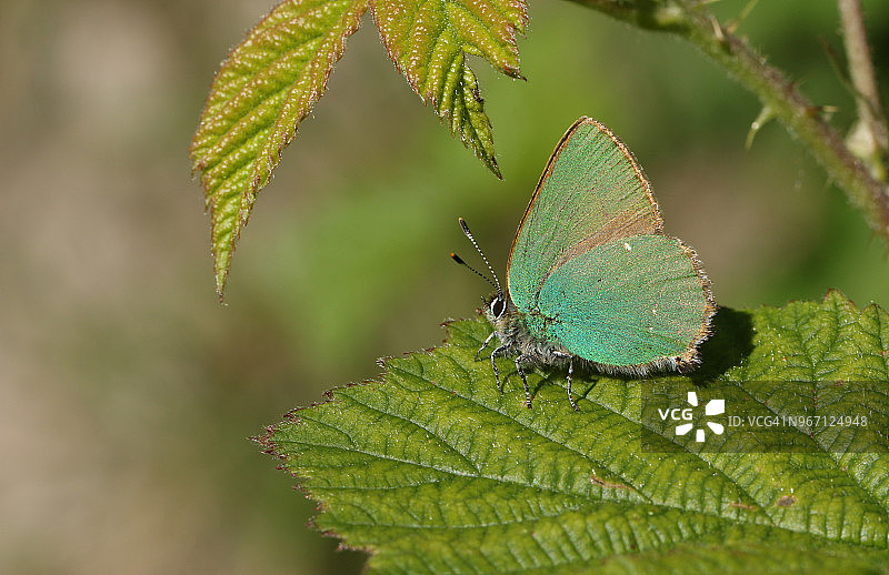 栖息在树叶上美丽的绿灰蝶图片素材