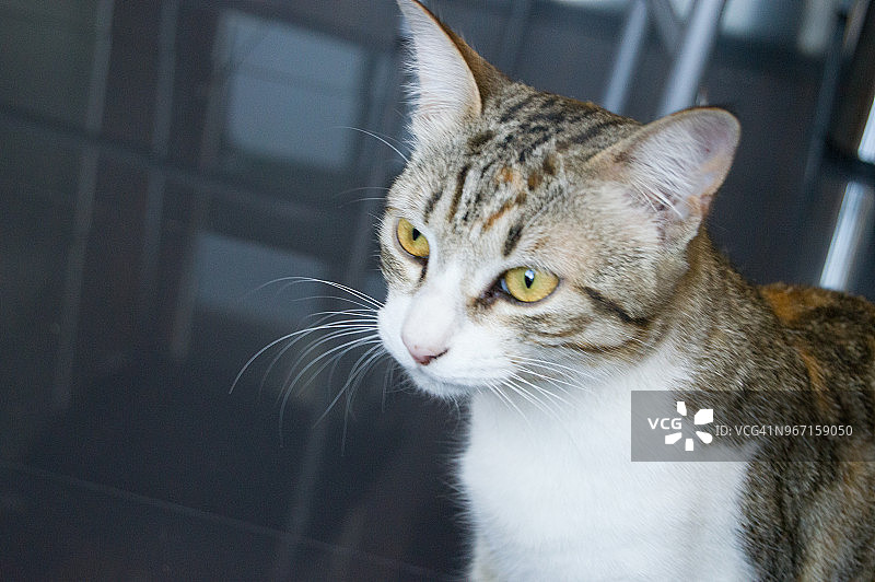 猫咪坐姿图片素材