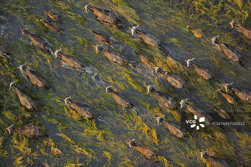 博茨瓦纳奥卡万戈三角洲的大群非洲水牛俯视航拍图图片素材