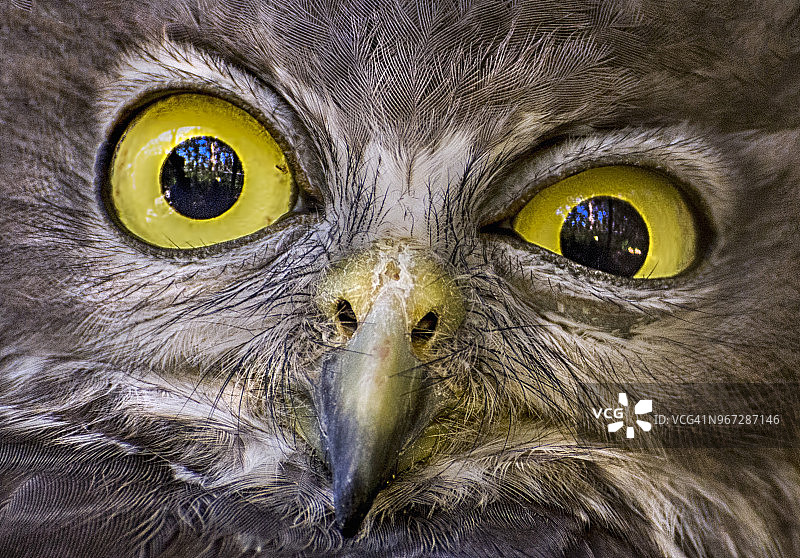澳大利亚西部的叫鸮特写图片素材