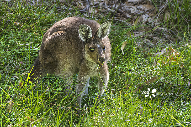 在绿草地上吃草的西部灰袋鼠，澳大利亚珀斯西部图片素材