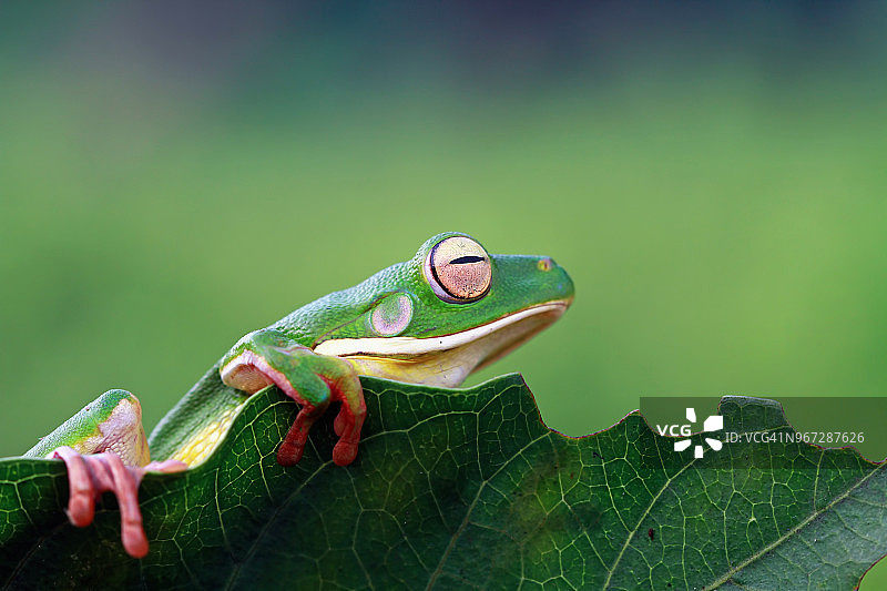 树叶上的白唇树蛙图片素材