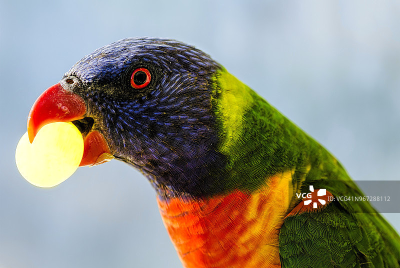 拿着葡萄的彩虹鹦鹉，澳大利亚西澳大利亚州珀斯图片素材