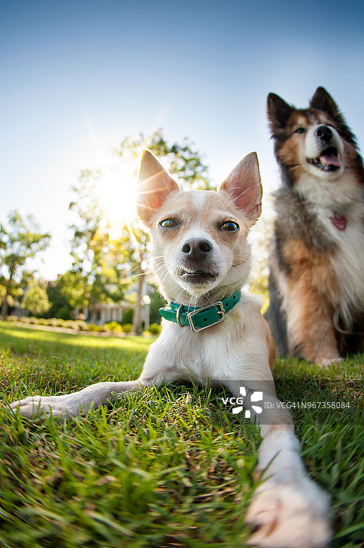 草地上的群狗图片素材