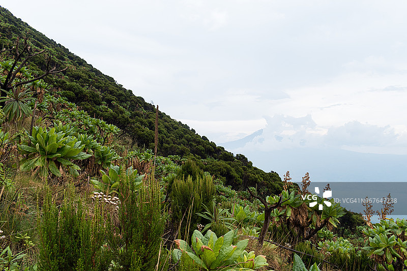 尼拉贡戈火山上的植被图片素材