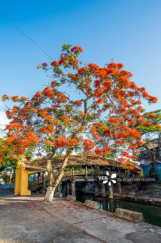 越南海安镇中心的横河瓦顶桥：红色瓦顶的古老木桥图片素材