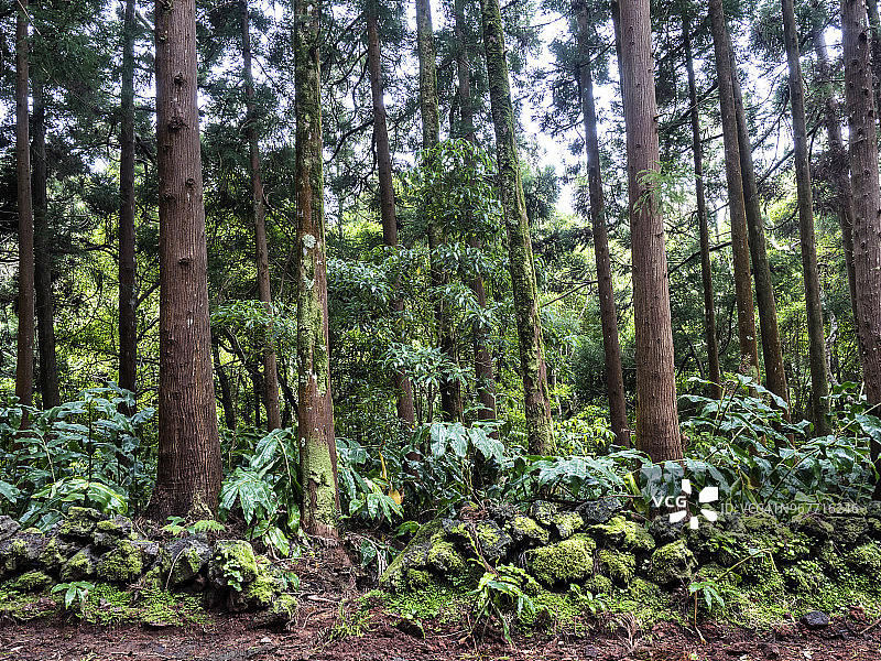 葡萄牙亚速尔群岛特塞拉岛上，大树和千年树干组成的潮湿森林内部图片素材