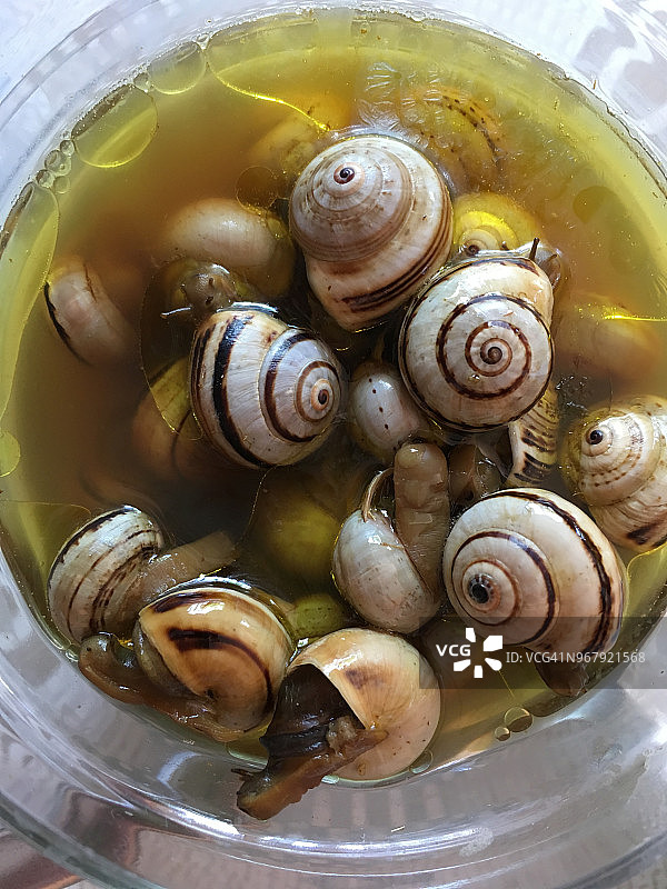食用蜗牛图片素材