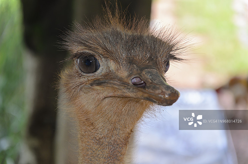 巴西米纳斯吉拉斯内陆阳光明媚的一天，鸵鸟幼崽的水平位置宏观特写高清照片图片素材