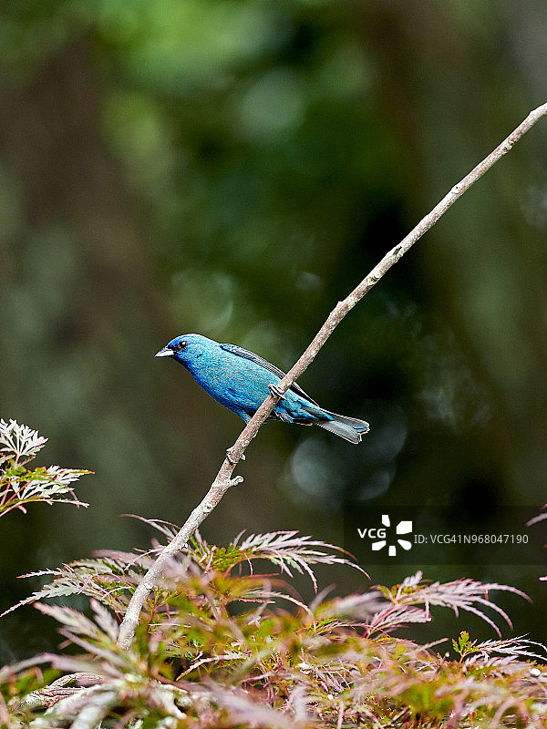 靛蓝彩雀图片素材