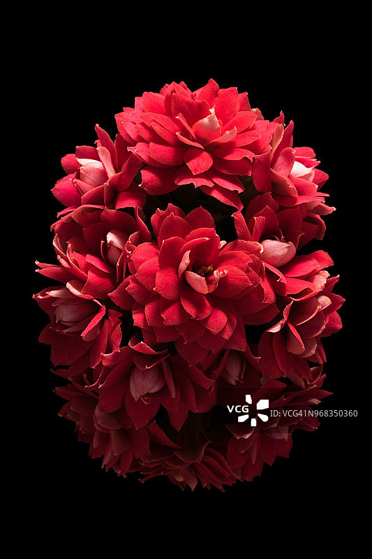 红色伽蓝菜花图片素材