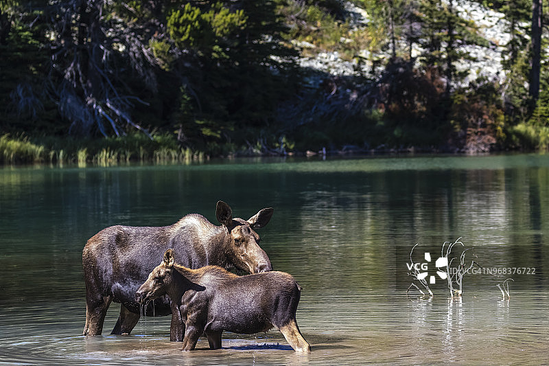 美国冰川国家公园的驼鹿图片素材