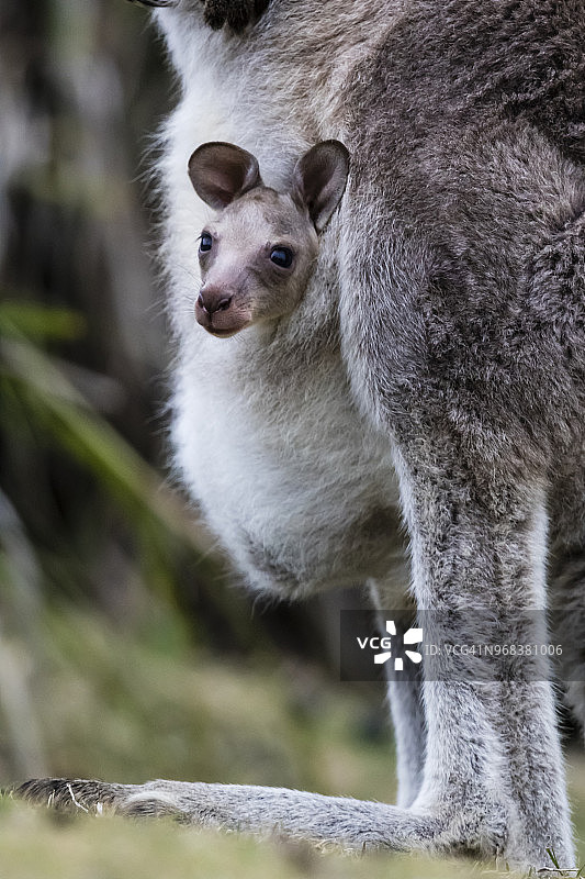 敏捷的沙袋鼠，澳大利亚，土豆角图片素材