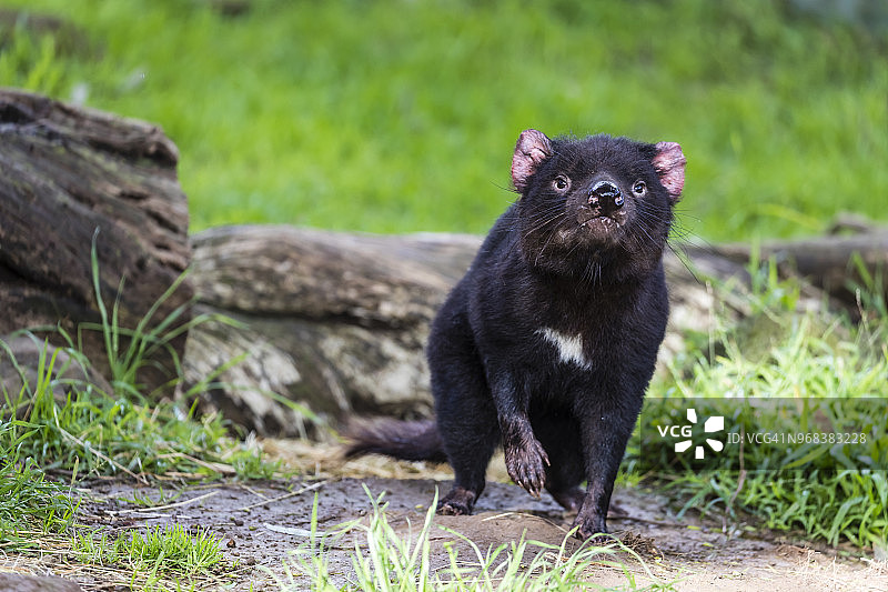 考斯自然公园的袋獾图片素材