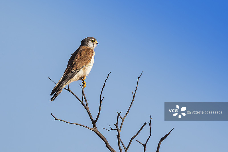 澳洲内陆的棕隼图片素材