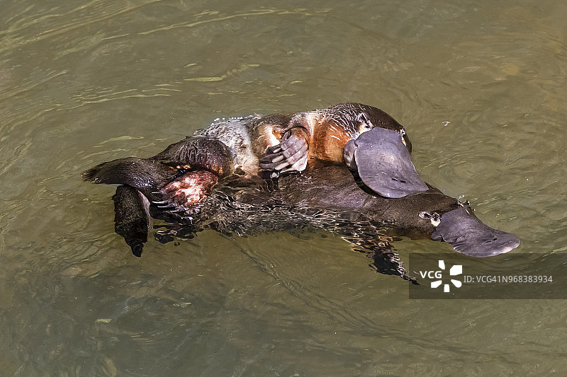 鸭嘴兽，澳大利亚永格拉国家公园图片素材