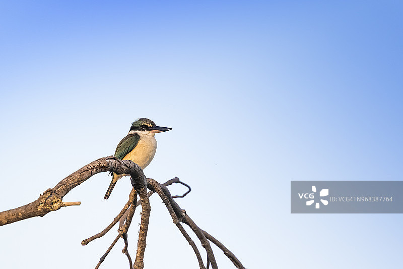 澳洲Inskip圣王鱼图片素材