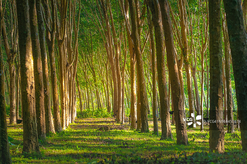 清晨阳光下的橡胶树，泰国甲米丛林背景图片素材