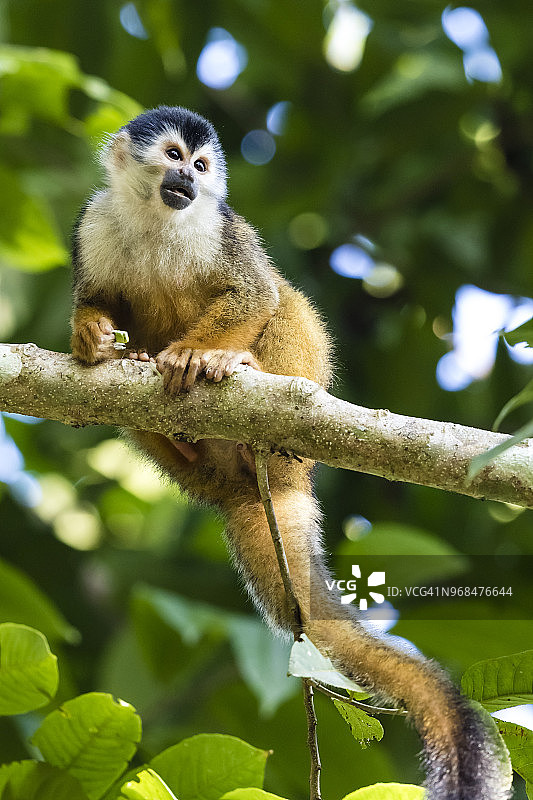 松鼠猴，科科瓦多国家公园，哥斯达黎加图片素材