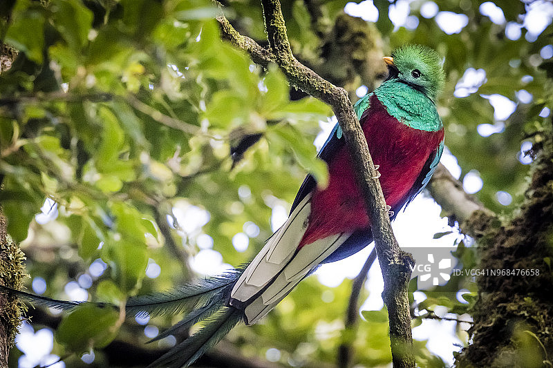 格查尔鸟，哥斯达黎加蒙特维多云雾森林野生动物保护区图片素材