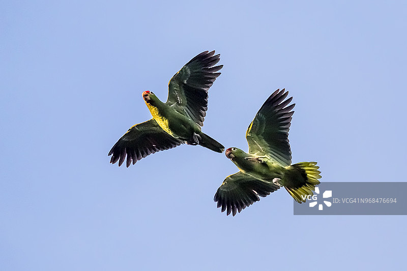 哥斯达黎加科尔科瓦多国家公园的红额鹦鹉图片素材