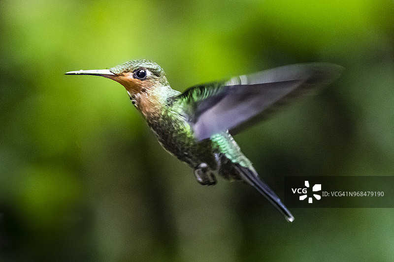 绿冠辉蜂鸟，蒙特维多云雾森林，哥斯达黎加图片素材