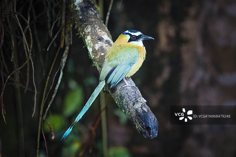 格栅鸟，蒙特维德云雾森林，哥斯达黎加图片素材