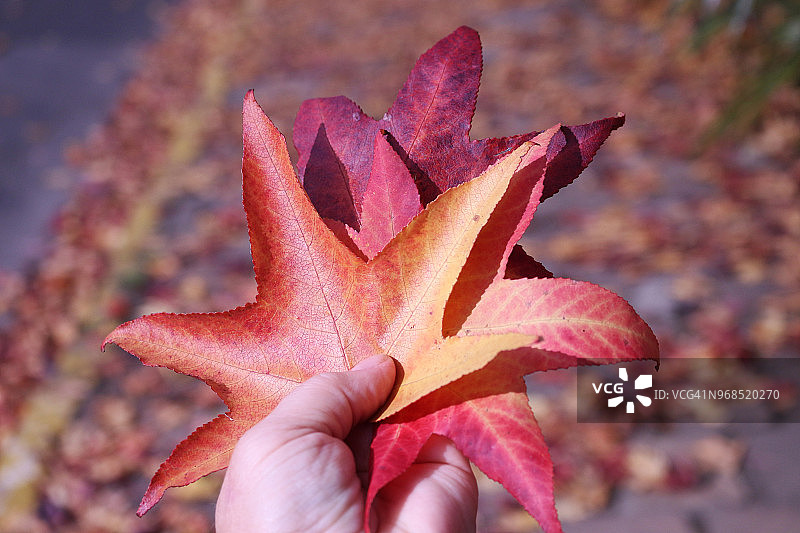 不同色调的枫香树叶图片素材