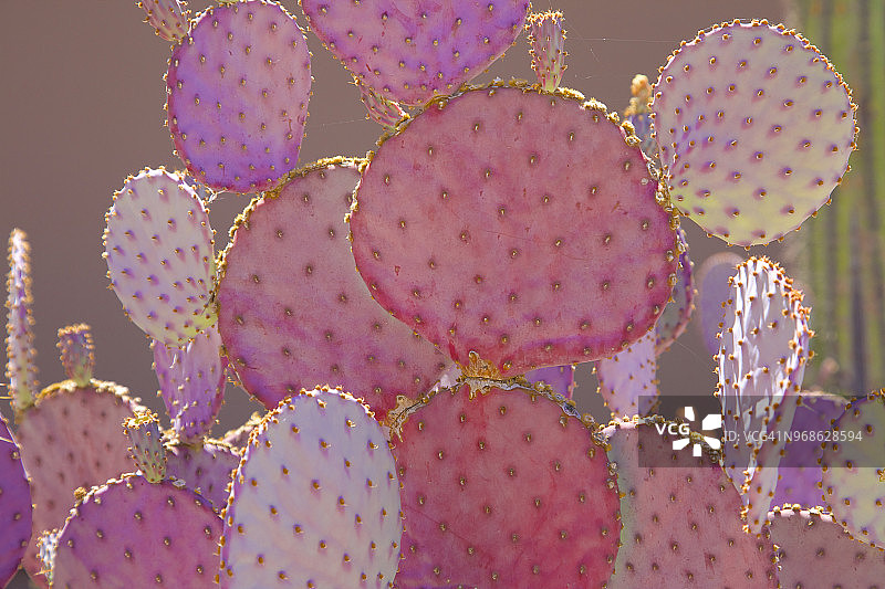 菲尼克斯附近的粉红色仙人掌图片素材