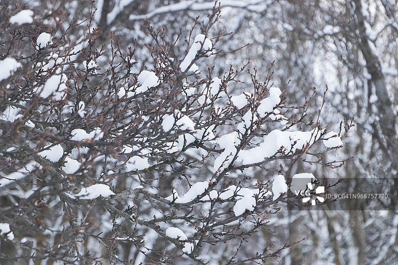 初冬清晨雪后树枝风光图片素材
