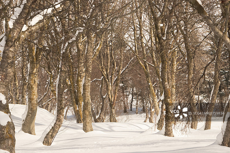 初冬清晨雪后树枝风光图片素材