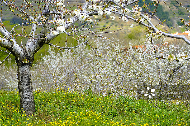 赫尔特山谷的樱桃园图片素材