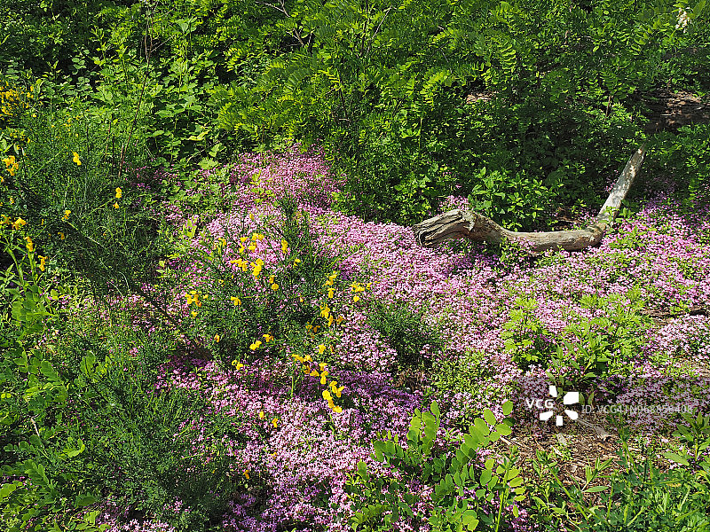 香皂草粉色花朵图片素材