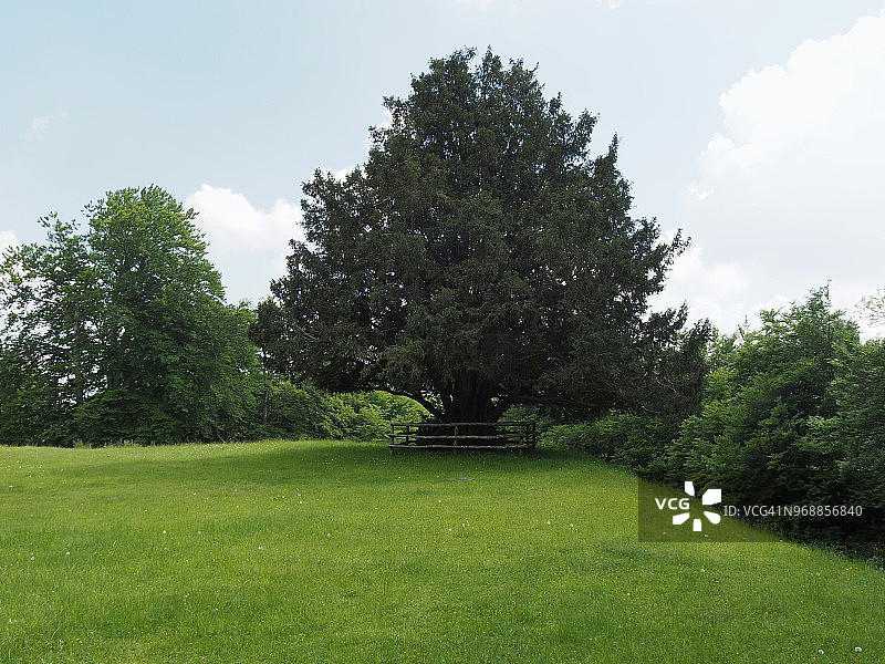 高山牧场上的老红豆杉图片素材