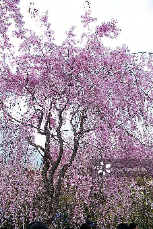 京都原谷苑的樱花图片素材