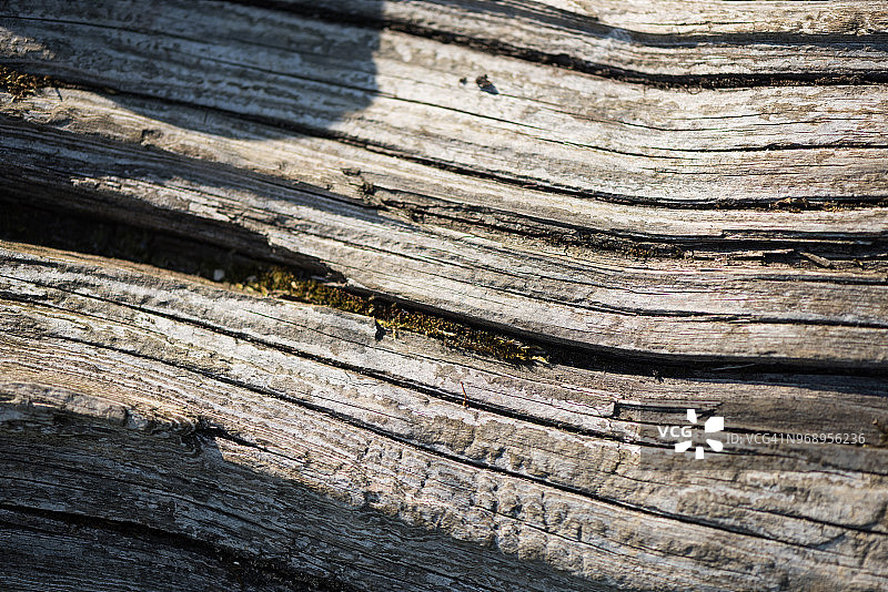倒下的原木图片素材