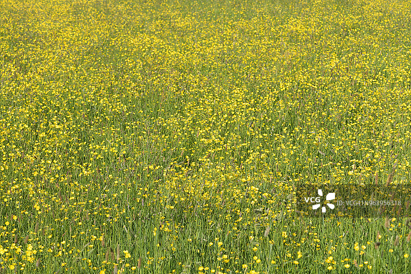 毛茛花田景观图片素材