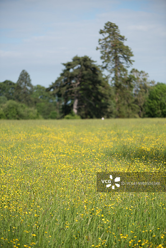 毛茛花田和树木图片素材