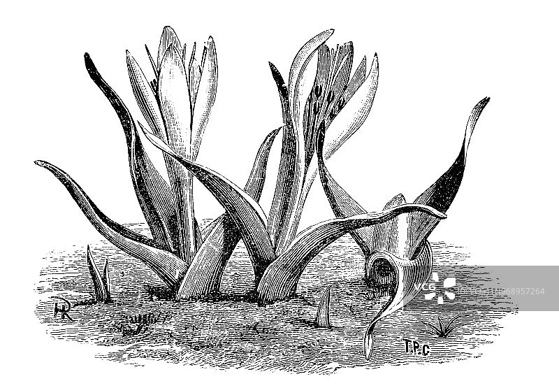 植物学古董雕刻插图：Colchicum montanum图片素材