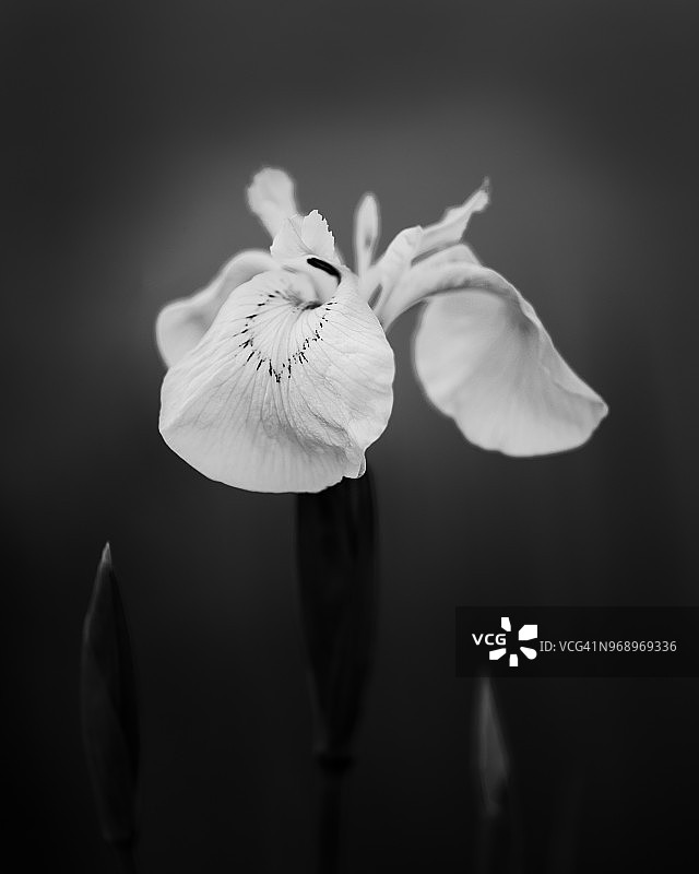 黄菖蒲图片素材