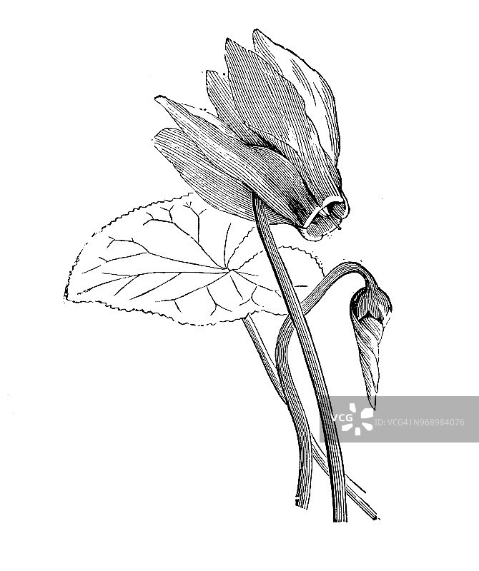 植物学古董雕刻插图：Cyclamen europaeum图片素材