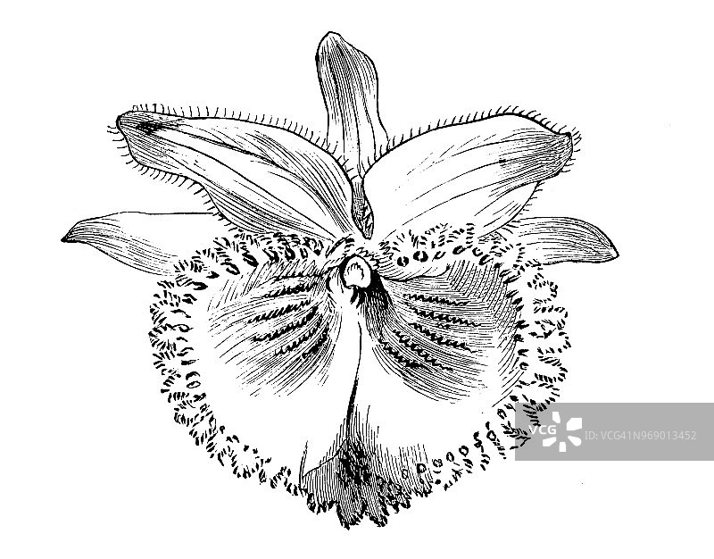 植物学：德文石斛古董雕刻插图图片素材