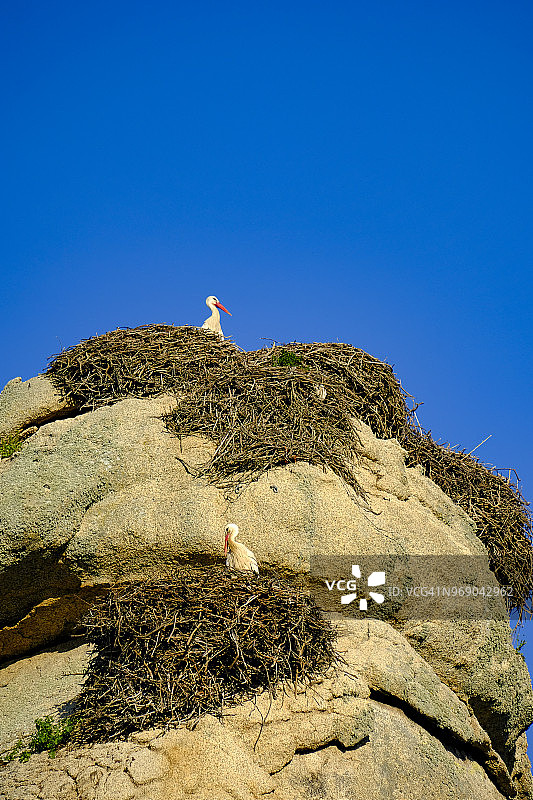 西班牙的鹳图片素材