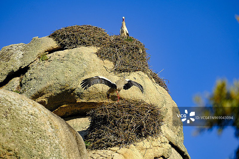 西班牙的鹳图片素材