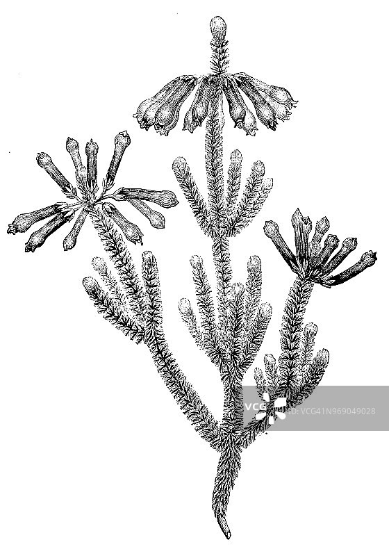 马森欧石楠古董植物雕刻插画图片素材