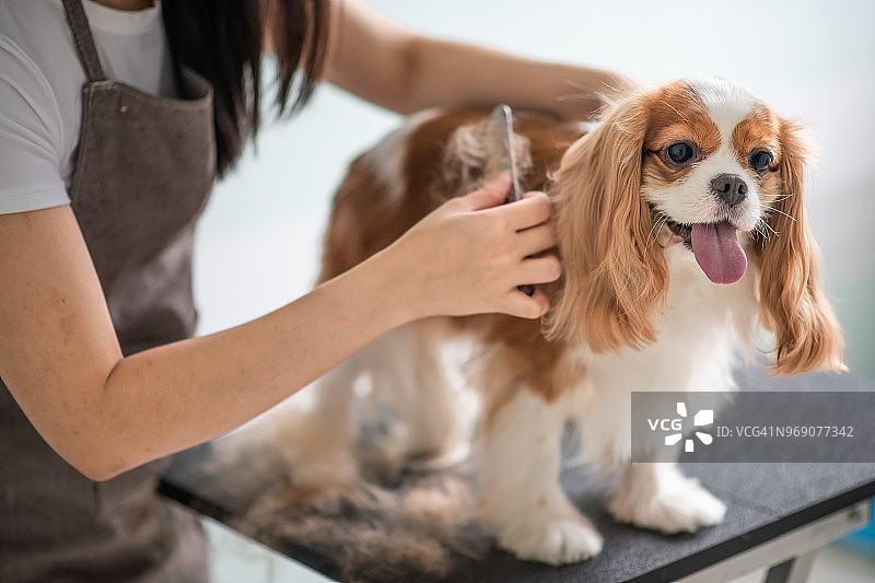 中国女宠物美容师正在为查理士王小猎犬美容图片素材