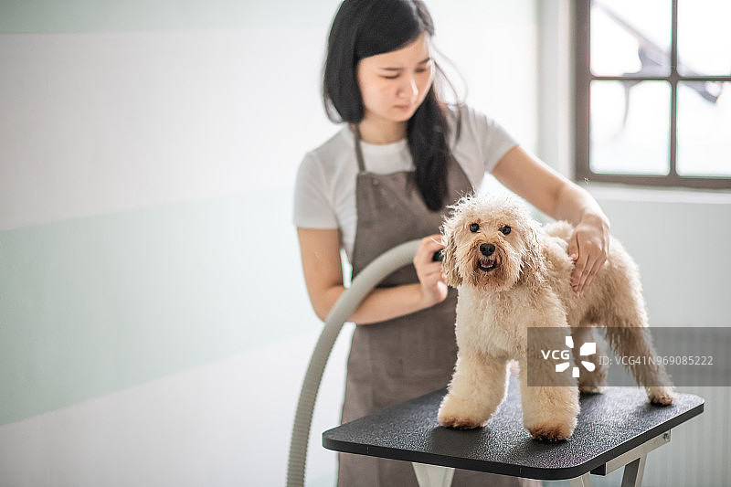 中国女宠物美容师用围裙给棕色泰迪犬美容和吹干图片素材