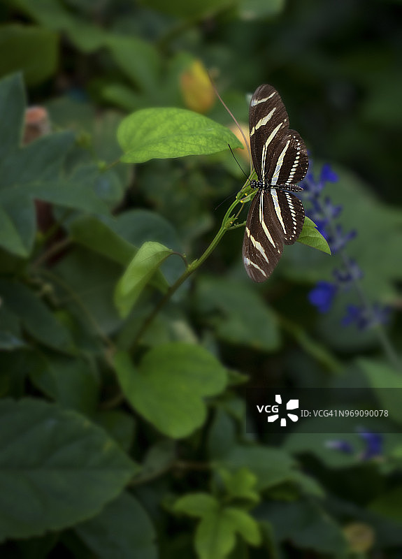 一只 resting 的长翅凤蝶图片素材