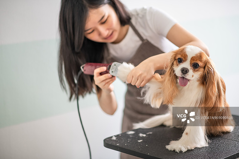 中国女宠物美容师正在为查理士王小猎犬美容图片素材