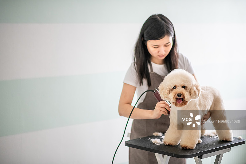 中国宠物美容师为棕色玩具贵宾犬美容图片素材